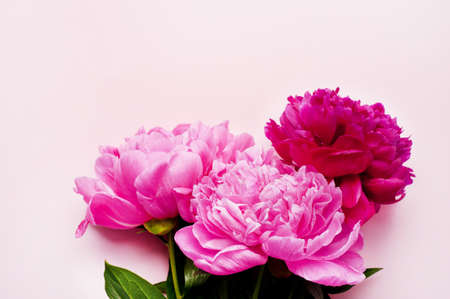 Pink peony flowers on a pink background. Top view, vertical format. Concept Mother's Day, Family Day, Valentine's Day.の写真素材