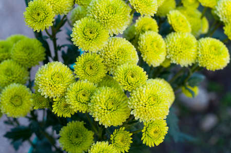 Close up photo of a bush of green chrysanthemum flowers with yellow centers. Bush of autumn chrysanthemums. Garden plants, growing flowers.の写真素材