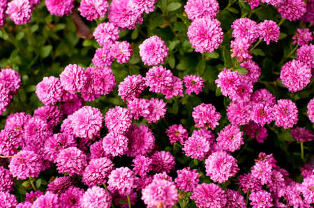 Pink chrysanthemum in green leaves. Bush of autumn chrysanthemums. Garden plants, growing flowers.の写真素材
