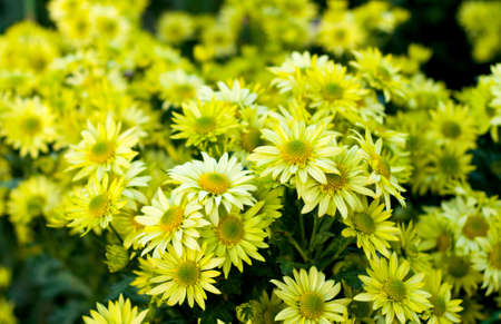 Close up photo of a bush of green chrysanthemum flowers with yellow centers. Bush of autumn...