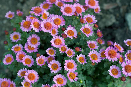 Pink chrysanthemum in green leaves. Bush of autumn chrysanthemums. Garden plants, growing flowers.の写真素材