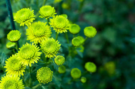 Close up photo of a bush of green chrysanthemum flowers with yellow centers. Bush of autumn chrysanthemums. Garden plants, growing flowers.の写真素材