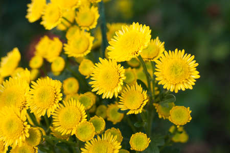 Beautiful yellow chrysanthemums in green leaves. Bush of autumn chrysanthemums. Garden plants, growing flowers.の写真素材