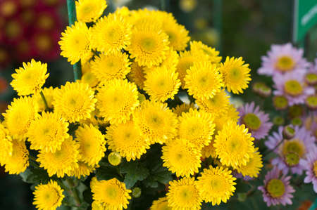 Beautiful yellow chrysanthemums in green leaves. Bush of autumn chrysanthemums. Garden plants, growing flowers.の写真素材