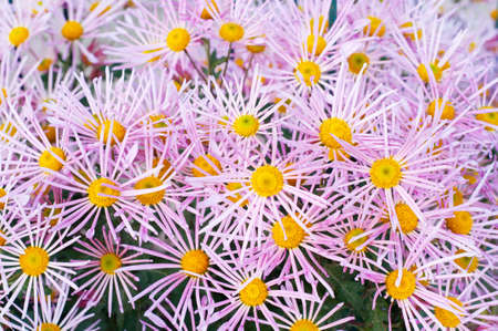 Pink chrysanthemum in green leaves. Bush of autumn chrysanthemums. Garden plants, growing flowers.の写真素材