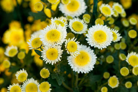 Beautiful yellow chrysanthemums in green leaves. Bush of autumn chrysanthemums. Garden plants, growing flowers.の写真素材
