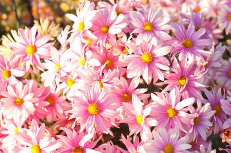 Pink chrysanthemum in green leaves. Bush of autumn chrysanthemums. Garden plants, growing flowers.の写真素材
