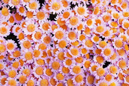 Pink chrysanthemum in green leaves. Bush of autumn chrysanthemums. Garden plants, growing flowers.