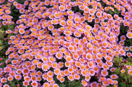 Pink chrysanthemum in green leaves. Bush of autumn chrysanthemums. Garden plants, growing flowers.の写真素材