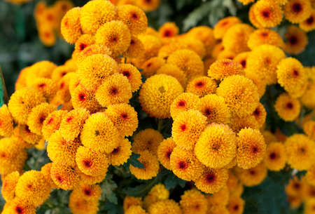 Beautiful orange chrysanthemums in green leaves. Bush of autumn chrysanthemums. Garden plants, growing flowers.の写真素材