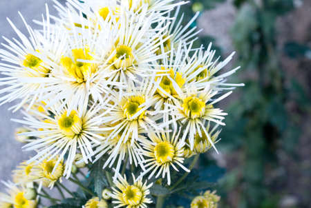 Close up photo of a bush of white chrysanthemum flowers with yellow centers. Bush of autumn...