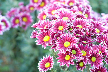 Pink purple white chrysanthemum. Chrysanthemum flowers with yellow centers and white tips on their petals. Bush of Autumn Garden plants, growing flowers.の写真素材