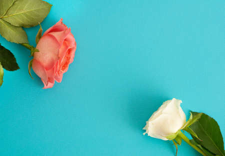 Pink and white roses on a blue background. Copy space. Concept Mother's Day, Family Day, Valentine's Dayの写真素材