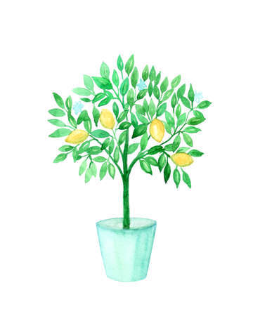 Lemon tree in a pot. Watercolor illustration on a white background.の写真素材