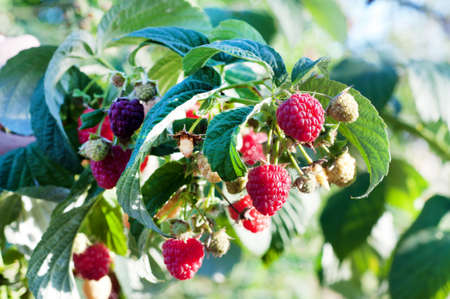 Red ripe raspberries in the orchard. Raspberry bushes with ripe berries with green leaves.