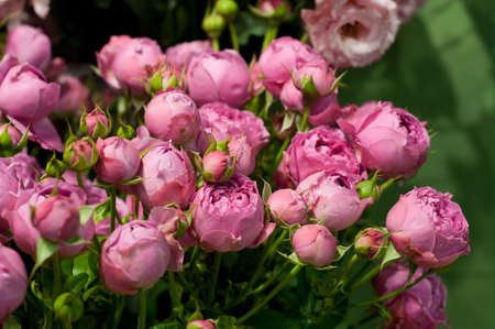 Beautiful pink pion-shaped rose. Bouquet Shrub roses ..の写真素材