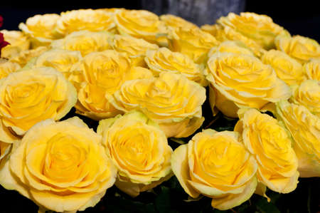 Bouquet of fresh yellow roses, flower bright background. Closeup. Roses in flower shop.の写真素材