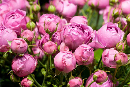 Beautiful pink pion-shaped rose. Bouquet Shrub roses ..の写真素材