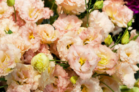 Beautiful pink eustoma flower (lisianthus) in full bloom with green leaves. Bouquet in flower shop.の写真素材