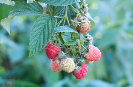 Red ripe raspberries in the orchard. Raspberry bushes with ripe berries with green leaves.