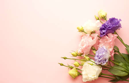 Beautiful pink, purple and white eustoma flower (lisianthus) in full bloom with green leaves. Bouquet of flowers on pink background.Copy spaceの写真素材