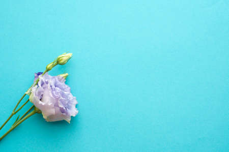 Beautiful blue eustoma flowers (lisianthus) in full bloom with green leaves. Bouquet of flowers on a...