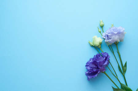 Beautiful purple and blue eustoma flowers (lisianthus) in full bloom with green leaves. Bouquet of flowers on a blue background.の写真素材