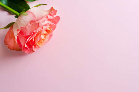 One pink coral rose on a pink background. Valentine's Day. Copy spaceの写真素材