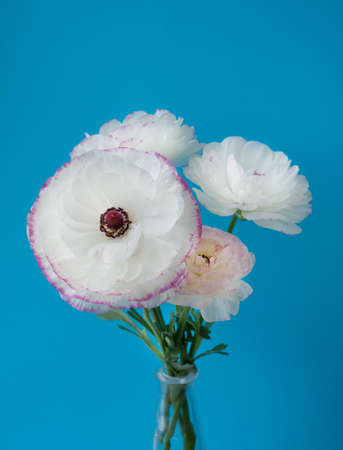 Beautiful bouquet of white ranunculus flowers with pink edging on a blue background. Flowers and budsの写真素材