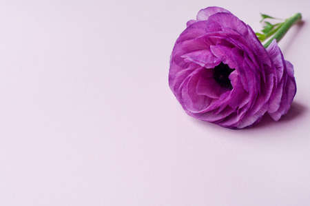 Beautiful purple ranunculus flowers on pink background. Copy space.の写真素材