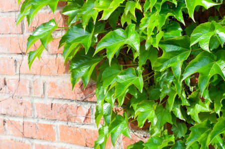 Brick wall with bright green ivy branches backgroundの写真素材