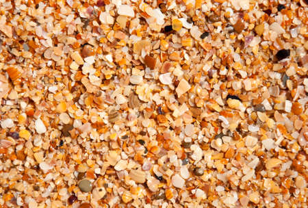 Wet sand background with seashells on the beachの写真素材