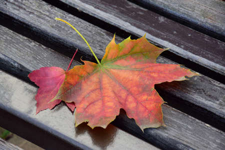 Orange and red autumn leaves lie on a wooden bench in the parkの写真素材