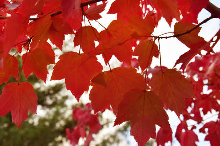 Yellow, red, orange autumn leaves in the parkの写真素材