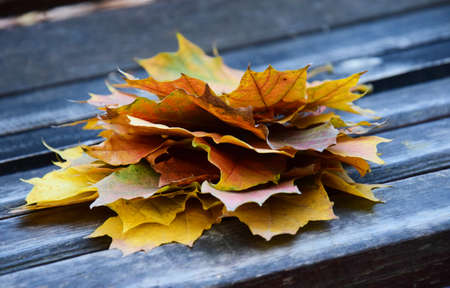 Yellow and red autumn leaves lie on a wooden bench in the parkの写真素材