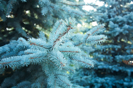 Spruce branches of coniferous needles background close-up.の写真素材