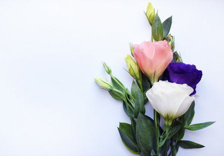 Beautiful eustoma (lisianthus) flowers in full bloom with green leaves Flowers on a white background.の写真素材