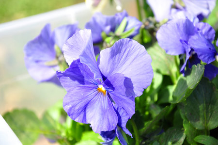 Blue seedlings of pansies in a container before planting in the ground
