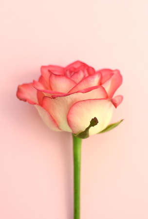 One beautiful pink rose on a pink background. Soft focus.の写真素材