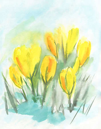 Watercolor yellow crocuses. Saffron flowers. Spring flowers primroses. Drawn by hand.の写真素材