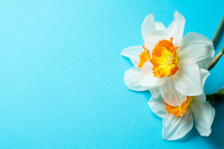 Spring bouquet of daffodils on a blue background. Place for text for Mother's Day or 8 Marc. Top view flat style.の写真素材