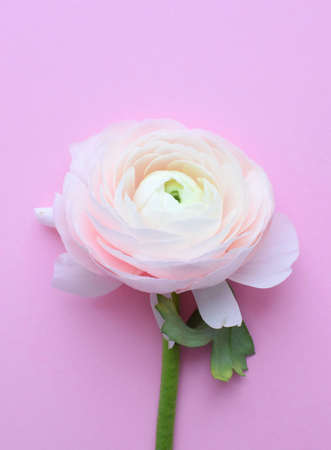 One beautiful ranunculus flower of pink color on a pink background.の写真素材