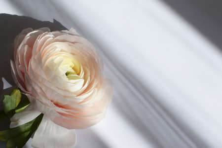Beautiful large delicate pink ranunculus flower in streaks of light and shadow. Ranunculus Clooney...