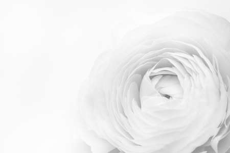Beautiful large tender buttercup flower. Ranunculus Clooney Hanoi.Soft focus. Place for your text.の写真素材