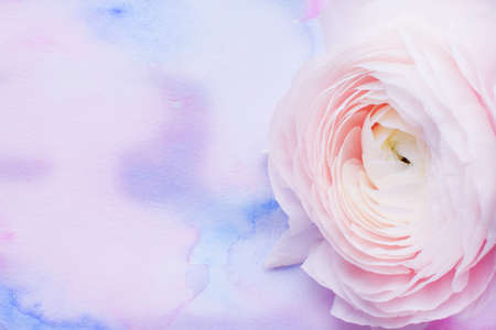 Beautiful large delicate pink buttercup flower. Ranunculus Clooney Hanoi close-up lies on a lilac watercolor background. Soft focus. Place for your text.の写真素材