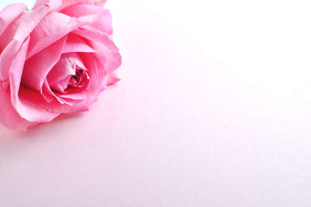 One beautiful rose on a white background. Valentine's Day. Place for text.の写真素材