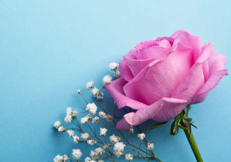 One pink rose with twigs with small white gypsophila flowers on a blue background.の写真素材