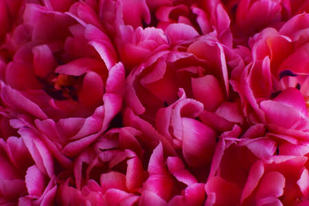 Bouquet of peony pink tulips close-up defocused. Floral background.の写真素材