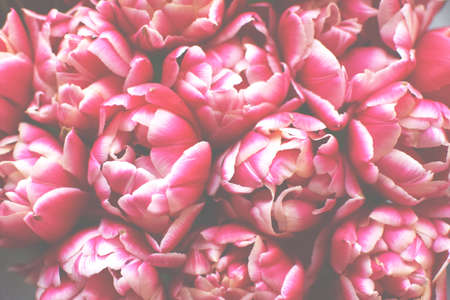 Bouquet of peony pink tulips close-up defocused. Floral background.の写真素材