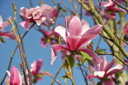 Magnolia tree blossom. Magnolia Susan, pink flowers. Spring flowering against the blue sky.の写真素材
